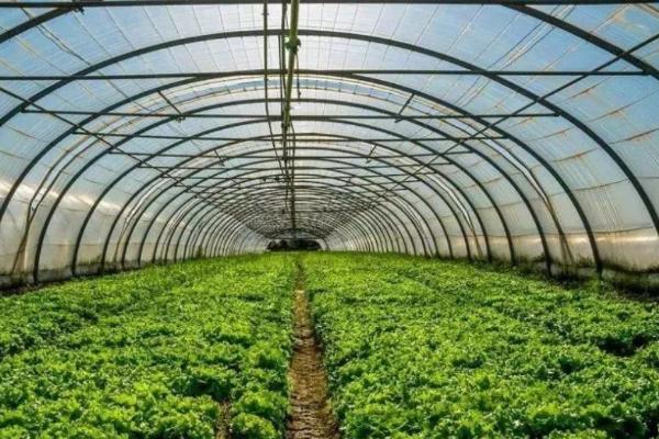 胡萝卜开花后能不能收获，可以采种但尚未到收获时间