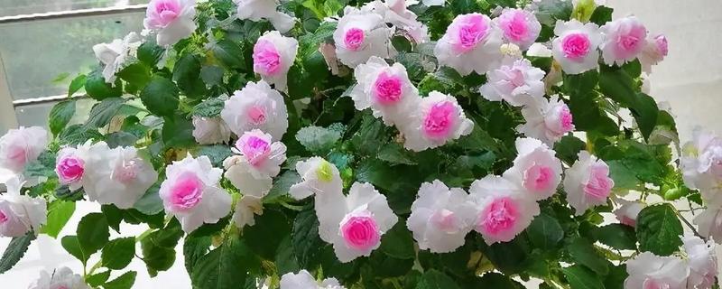 非洲凤仙花的养护方法，春秋季节放在室外阳光充足的位置