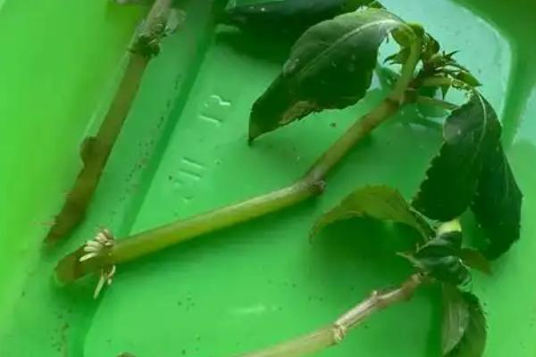 非洲凤仙花的养护方法，春秋季节放在室外阳光充足的位置