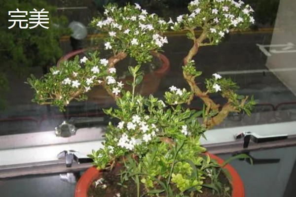 满天星有何花语，代表真心喜欢、思念想念等含义