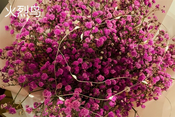 满天星有何花语，代表真心喜欢、思念想念等含义