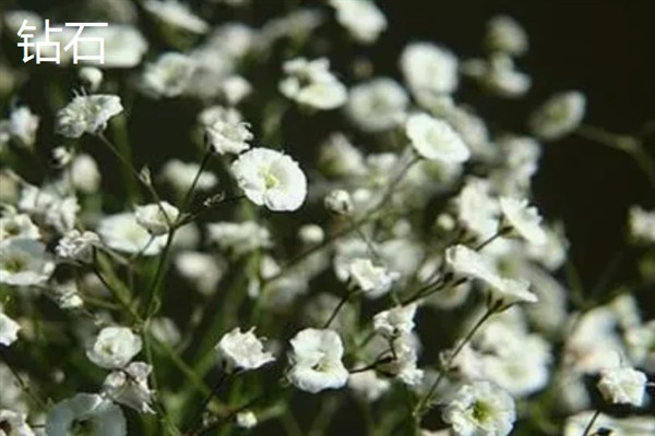 满天星有何花语，代表真心喜欢、思念想念等含义