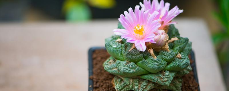 多肉开花要剪除吗，剪除花朵可以节省养分