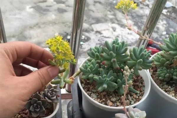 多肉开花要剪除吗，剪除花朵可以节省养分