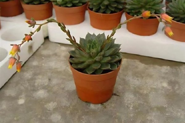 多肉开花要剪除吗，剪除花朵可以节省养分