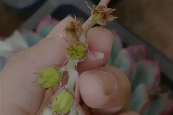 多肉开花要剪除吗，剪除花朵可以节省养分