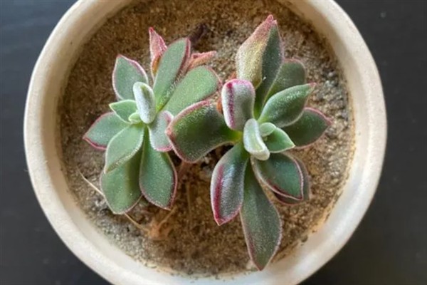 多肉开花要剪除吗，剪除花朵可以节省养分