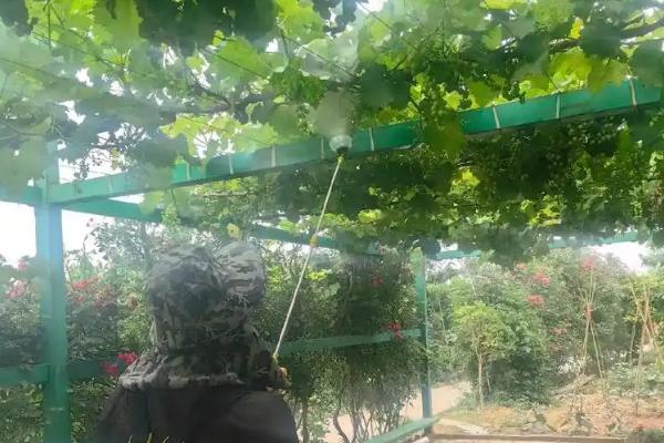 葡萄着色差如何解决，提供充足的光照有利于果实上色