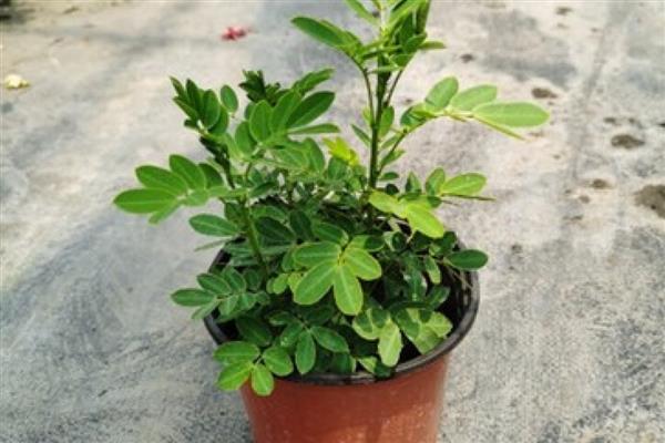 槐花一年开几次花，一年开一次