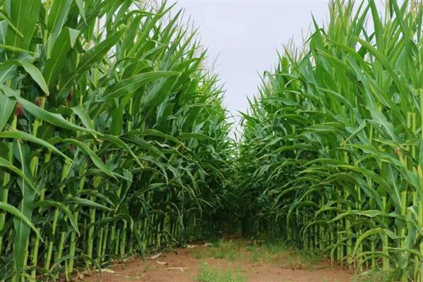南方地区怎么种植甜玉米，生长旺季追施尿素等肥料可加快生长速度