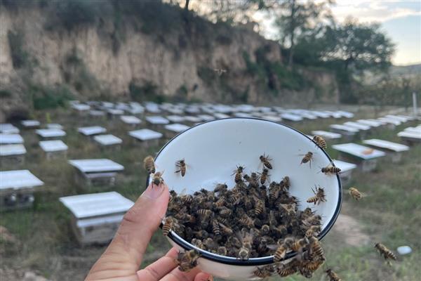 白糖如何正确喂蜜蜂，放在专门的饲喂器中