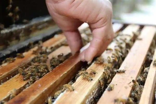 白糖如何正确喂蜜蜂，放在专门的饲喂器中
