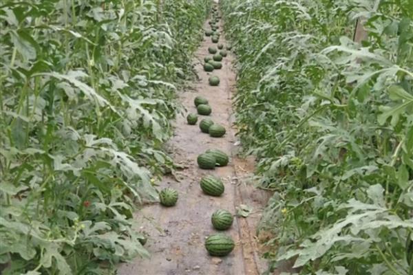 大兴西瓜何时上市，要取决于它的种植时间