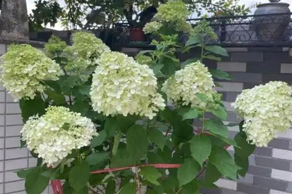 怎么养殖石灰灯绣球，生长期每隔15天追施一次氮肥