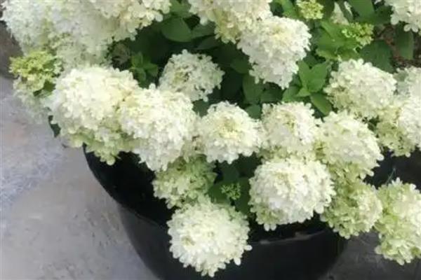 怎么养殖石灰灯绣球，生长期每隔15天追施一次氮肥