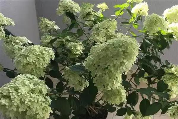 怎么养殖石灰灯绣球，生长期每隔15天追施一次氮肥