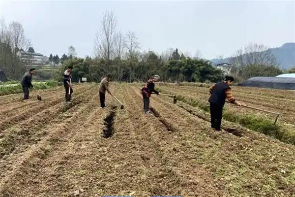 杜英的养殖方法，播种前需浸泡种子1-2天