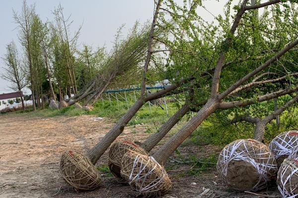 银杏树如何种植，种植园地的土层尽可能超过1米