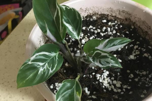 什么竹芋可以水培，常见双线竹芋、孔雀竹芋、青苹果竹芋等品种