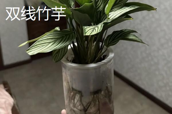 什么竹芋可以水培，常见双线竹芋、孔雀竹芋、青苹果竹芋等品种