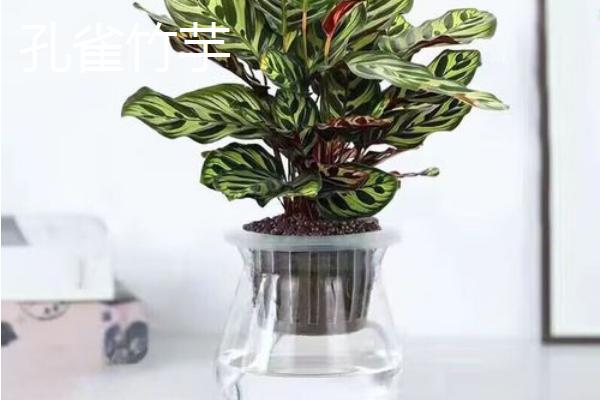 什么竹芋可以水培，常见双线竹芋、孔雀竹芋、青苹果竹芋等品种