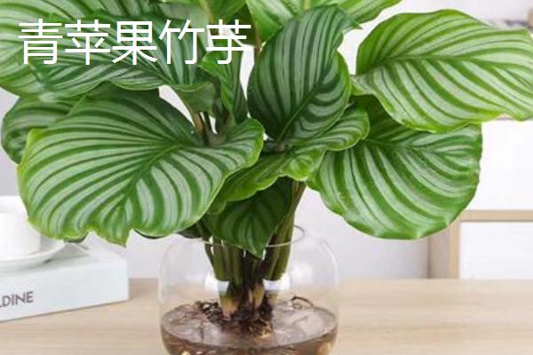 什么竹芋可以水培，常见双线竹芋、孔雀竹芋、青苹果竹芋等品种