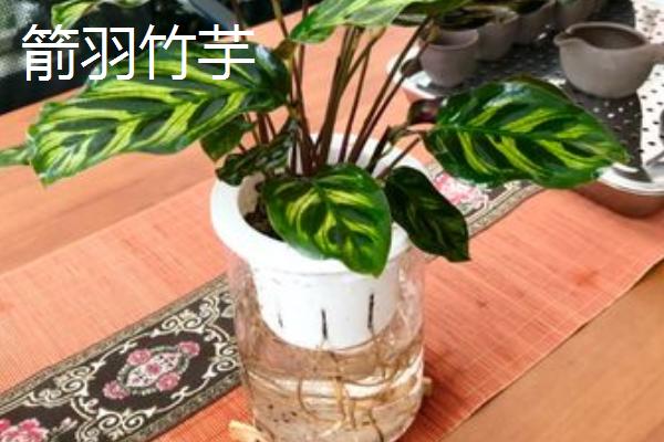 什么竹芋可以水培，常见双线竹芋、孔雀竹芋、青苹果竹芋等品种