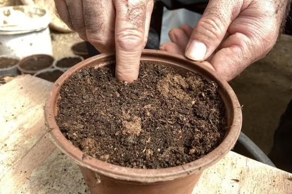 什么竹芋可以水培，常见双线竹芋、孔雀竹芋、青苹果竹芋等品种