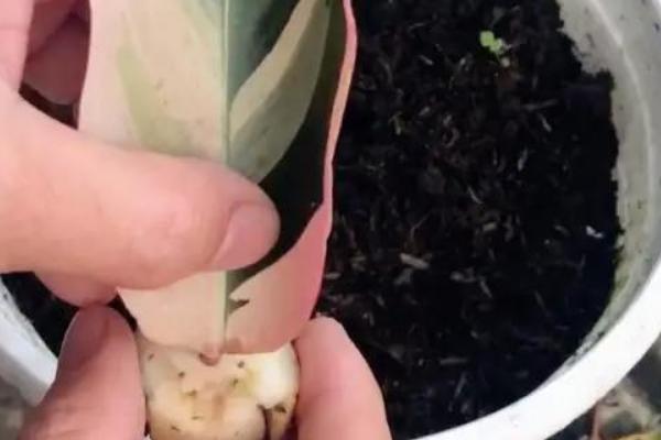 什么竹芋可以水培，常见双线竹芋、孔雀竹芋、青苹果竹芋等品种