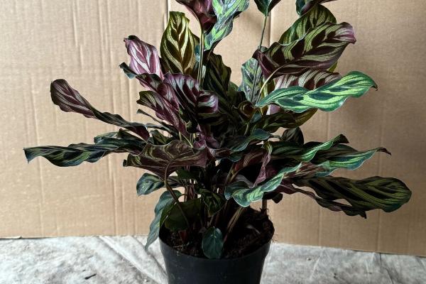 什么竹芋可以水培，常见双线竹芋、孔雀竹芋、青苹果竹芋等品种