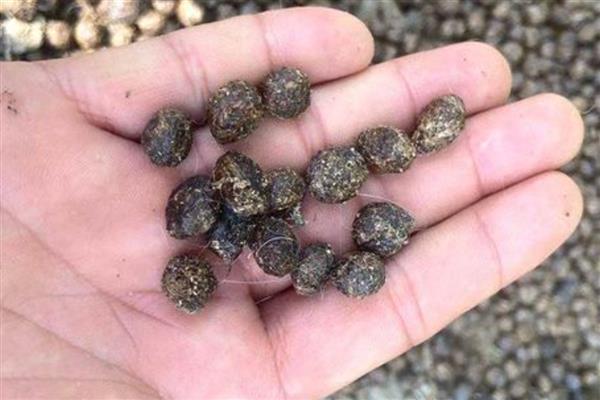 怎么合理使用畜禽粪肥，在缺磷土壤中使用兔粪效果更佳