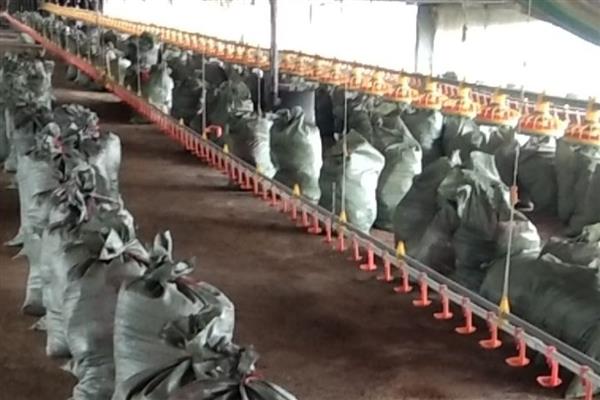 怎么合理使用畜禽粪肥，在缺磷土壤中使用兔粪效果更佳