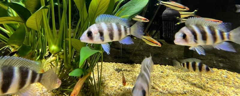 六间鱼好不好养，饲养难度较大