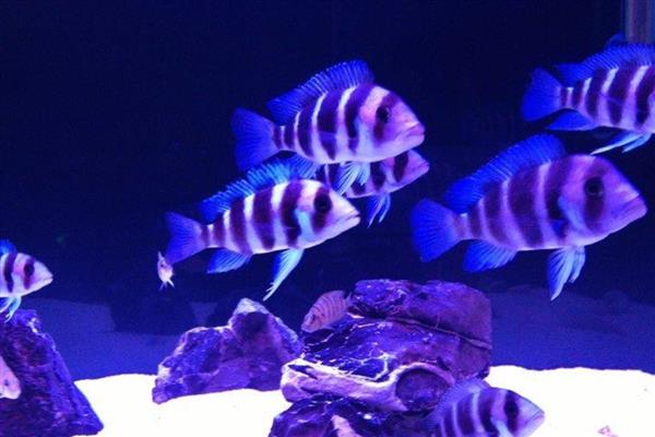 六间鱼好不好养，饲养难度较大