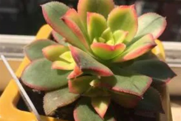 艳日辉怎么才能变红色,要保证充足的光照