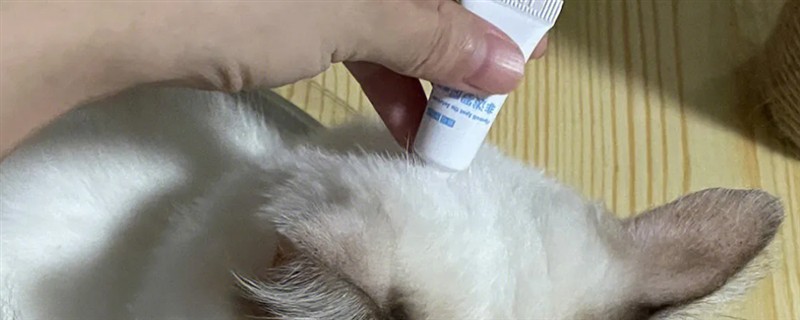 猫咪滴虫用什么药驱虫，可使用含有甲硝唑、芬苯达唑