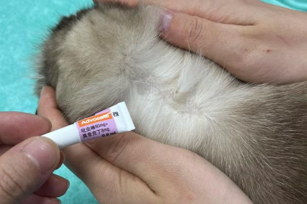 猫咪滴虫用什么药驱虫，可使用含有甲硝唑、芬苯达唑