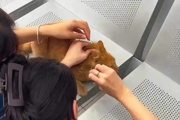 猫咪滴虫用什么药驱虫，可使用含有甲硝唑、芬苯达唑