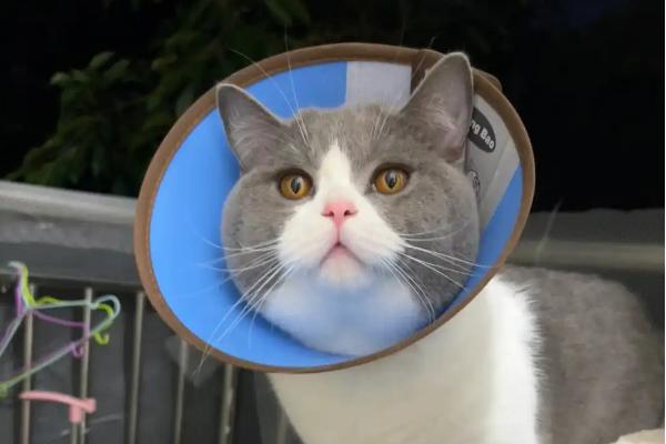 猫咪滴虫用什么药驱虫，可使用含有甲硝唑、芬苯达唑