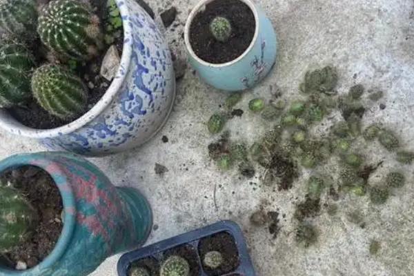 仙人球长出小球怎么办,可以用小球繁殖