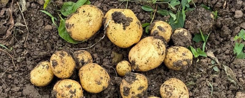 土豆产地主要集中在哪个省，主要集中在内蒙、黑龙江、山东等地