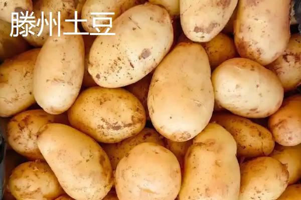 土豆产地主要集中在哪个省，主要集中在内蒙、黑龙江、山东等地