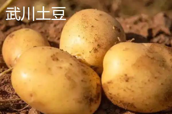 土豆产地主要集中在哪个省，主要集中在内蒙、黑龙江、山东等地
