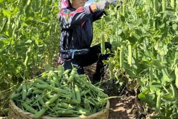 豌豆的种植方法，夏季栽培要注意水分的及时供给