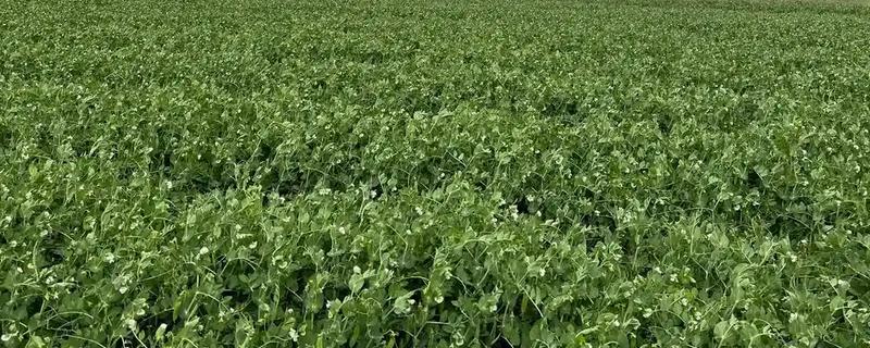 豌豆的种植方法，夏季栽培要注意水分的及时供给