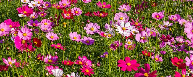 哪些花卉很耐旱，常见波斯菊、半枝莲等品种