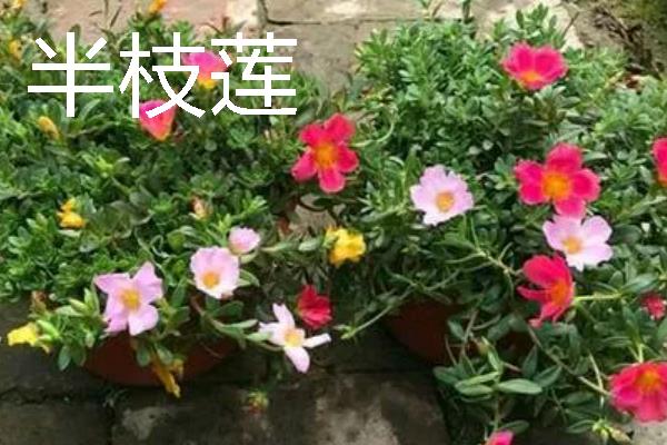 哪些花卉很耐旱，常见波斯菊、半枝莲等品种