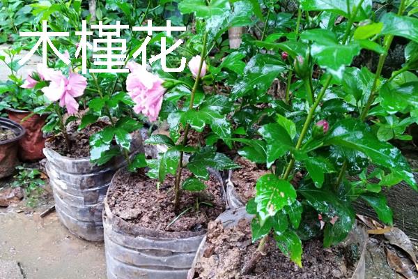 哪些花卉很耐旱，常见波斯菊、半枝莲等品种