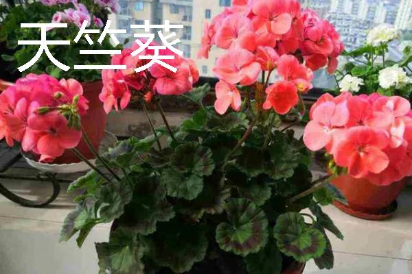 哪些花卉很耐旱，常见波斯菊、半枝莲等品种