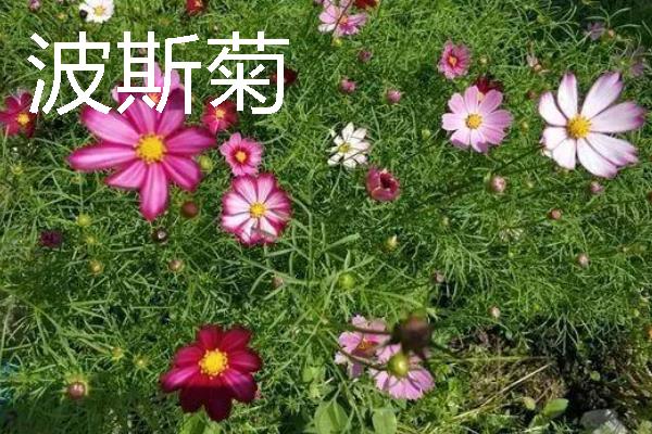 哪些花卉很耐旱，常见波斯菊、半枝莲等品种